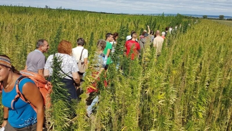 Hanfführungen erfreuen sich in dem Ort großer Beliebtheit. (Bild: Hanfland.at)