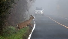 Rehe, die plötzlich auf der Fahrbahn stehen oder sie queren, sind die häufigste Ursache von Wildunfällen. (Bild: stock.adobe.com)