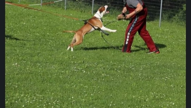 Bilder zeigen Vierbeiner „Elmo“ beim „scharfen“ Training. (Bild: zVg)