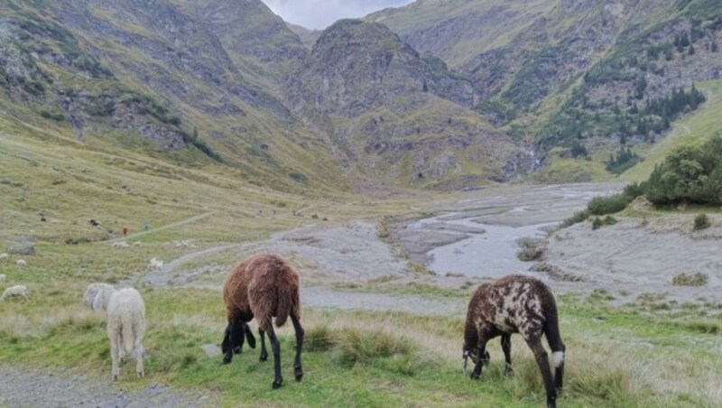 Durch den flachen Aglsboden führt die Wanderung am Schluss zur Alm. (Bild: Peter Freiberger)