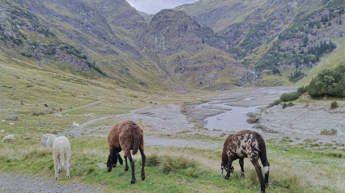Durch den flachen Aglsboden führt die Wanderung am Schluss zur Alm.