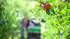 So ertragreich wie hier zu sehen, war die Apfelernte heuer nur selten – gerade bei diesem Obst gibt es einen massiven Ernterückgang. (Bild: Alexander Schwarzl)