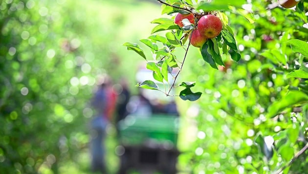 So ertragreich wie hier zu sehen, war die Apfelernte heuer nur selten – gerade bei diesem Obst gibt es einen massiven Ernterückgang. (Bild: Alexander Schwarzl)