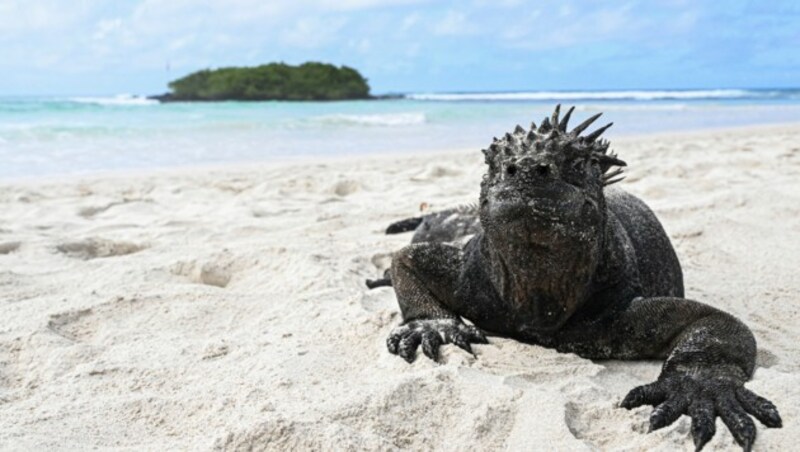 Trotz erheblicher Entfernung hat das H5N1-Virus den abgelegenen Archipel im Ozean erreicht und bedroht die einzigartige Tierwelt vor Ort. (Bild: AFP)