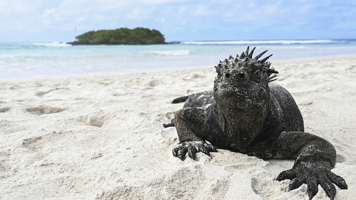 Trotz erheblicher Entfernung hat das H5N1-Virus den abgelegenen Archipel im Ozean erreicht und ...