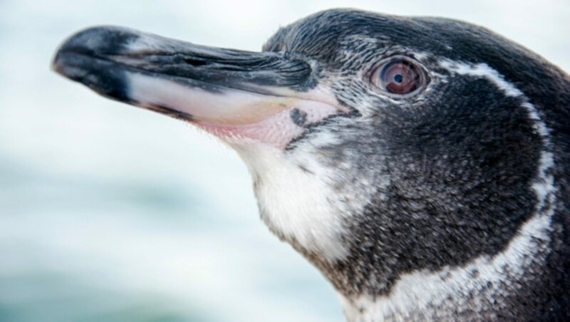 Galápagos-Pinguin (Bild: AFP)