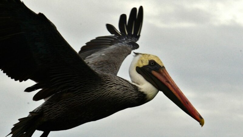 Pelikan (Bild: AFP)