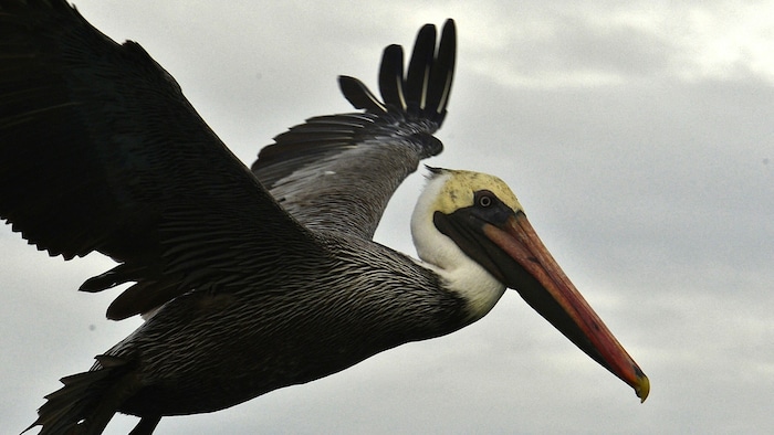 Pelikan