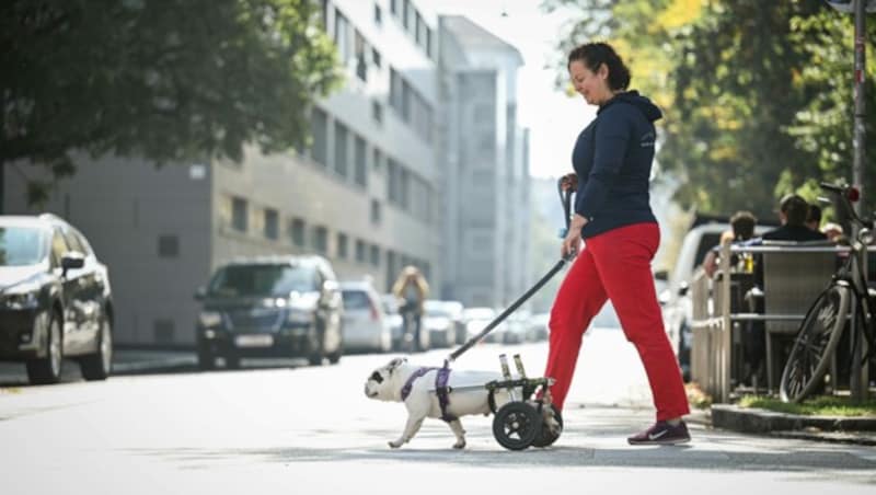 Nach der Therapie überzeugt sich Tierärtin Isabella Eberle von der Fitness ihres Schützlings (Bild: Markus Wenzel)