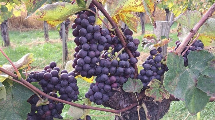 In roten Trauben steckt Resveratrol, das das Wachstum von Tumorzellen reduzieren kann. 