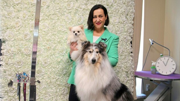 Schönheit und Wohlbefinden der Hunde solle im Vordergrund stehen, meint Salonbetreiberin Katharina Leeder. Zuchtcollie Minnie wurde schon „verschnitten“. (Bild: ANDREAS TROESTER)