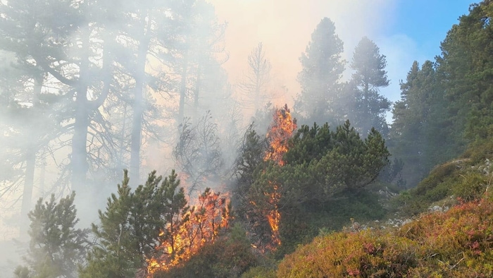 Der Grund für den Waldbrand ist aktuell noch nicht bekannt.