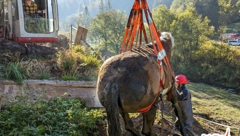 Am Ende wurde das Pferd aus der Jauchengrube befreit. (Bild: FF Leoben)