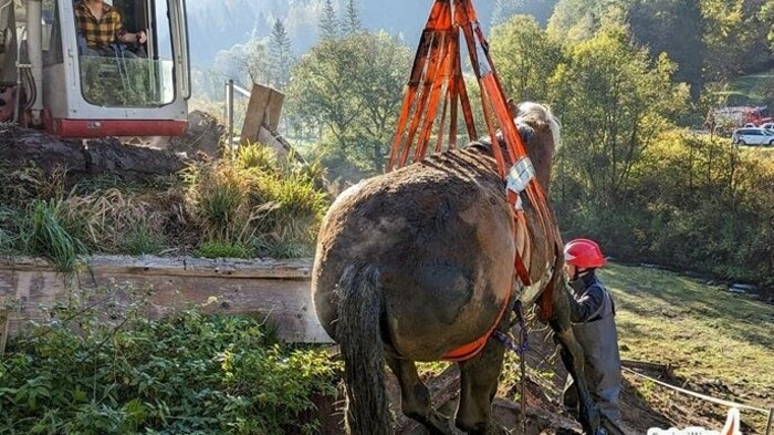 Am Ende wurde das Pferd aus der Jauchengrube befreit.