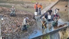 Helfer retteten die Tiere aus dem Nebenarm. (Bild: Magistrat Steyr)