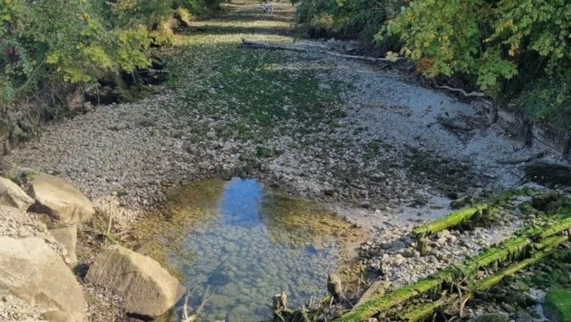 Der Nebenarm hat derzeit keinen natürlichen Zufluss. (Bild: Magistrat Steyr)