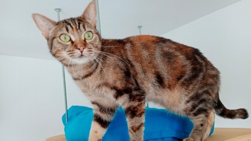 Luna und ihre Katzenfreundin warten auf ein Zuhause. (Bild: zVg)