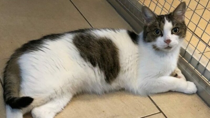 Lilly wartet auf ein kuscheliges Plätzchen. (Bild: zVg)
