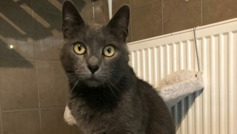 Johnny fühlt sich in Gesellschaft anderer Katzen sehr wohl. (Bild: zVg)