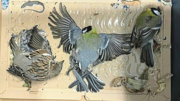 Gleich drei Vögel lagen auf dem Brett.