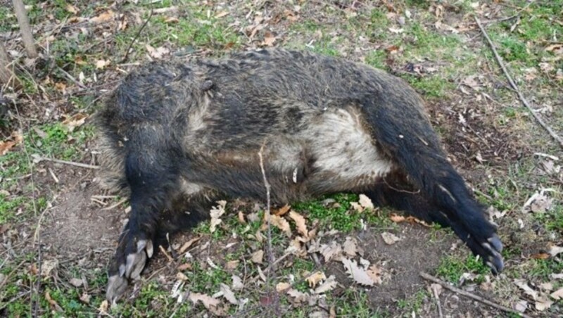 In Deutschkreutz wurde ein Wildschwein ohne Kopf aufgefunden (Bild: LKA Burgenland)