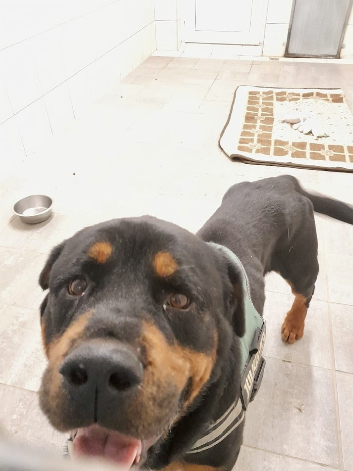 Nur mehr 37 Kilogramm hatte der Rottweiler, als er gefunden wurde.