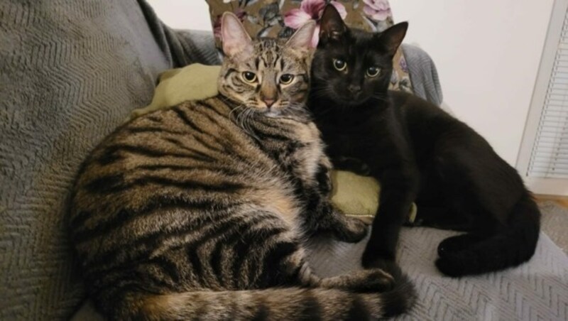 Emma und Samantha suchen gemeinsam ein Zuhause. (Bild: zVg)