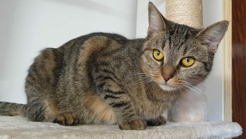 Drei aufgeweckte Katzen (eine davon im Bild) suchen kuschelige Plätze. (Bild: zVg)