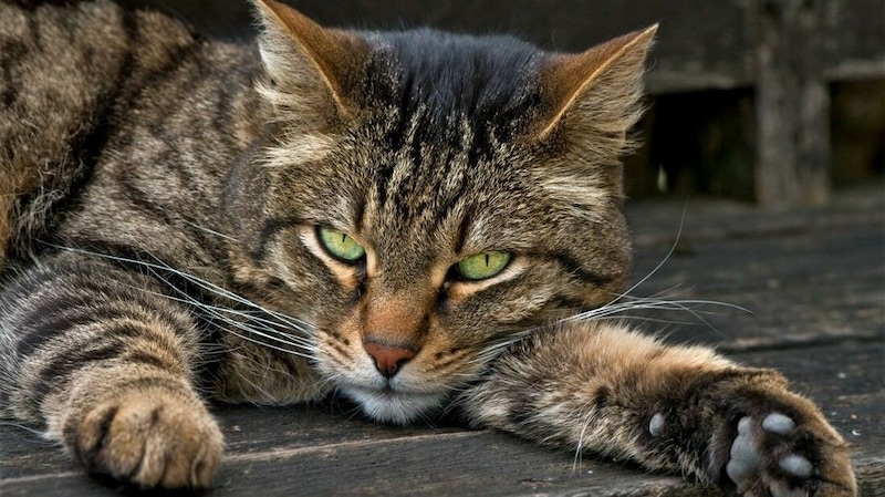 Eine Katze im US-Bundesstaat Oregon infizierte ihren Besitzer mit der Pest. Das Tier überlebte die Krankheit nicht. (Bild: Landtiere)