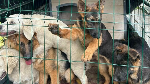 Ihre Fahrt unter Plane sollte noch bis Spanien gehen ... (Bild: Aktiver Tierschutz)