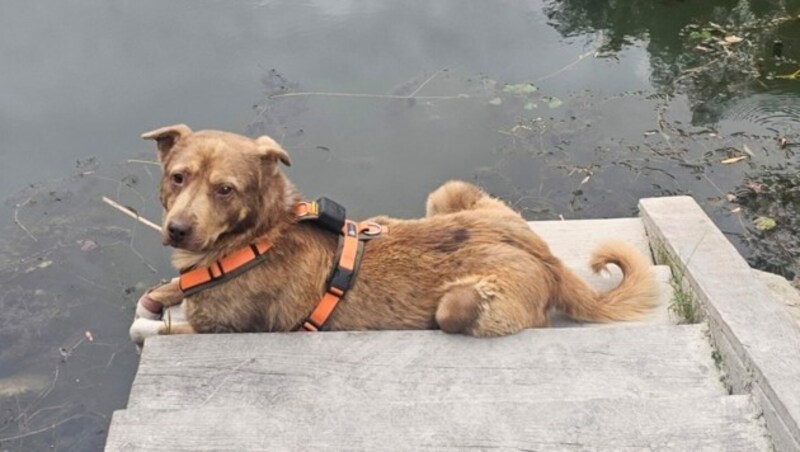 Balu wartet auf seinen Lebensplatz. (Bild: zVg)