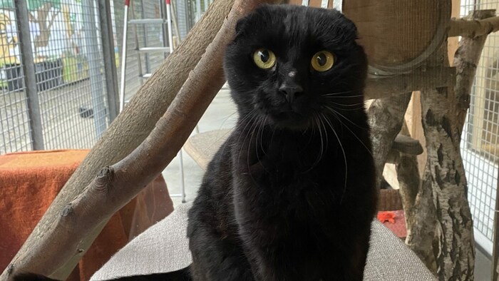 Kater Blacky