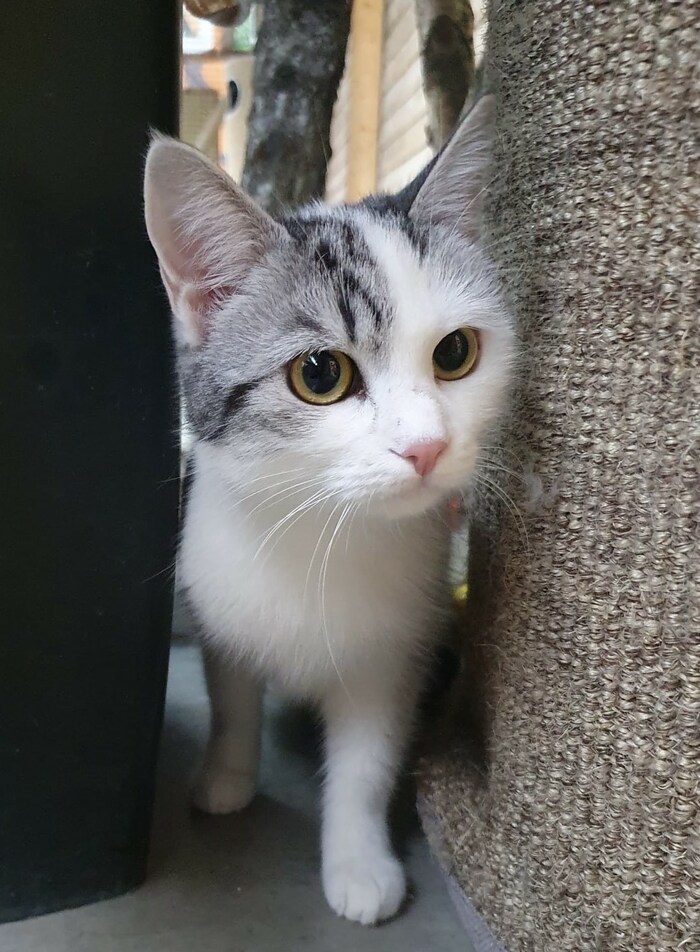 Katze Nora