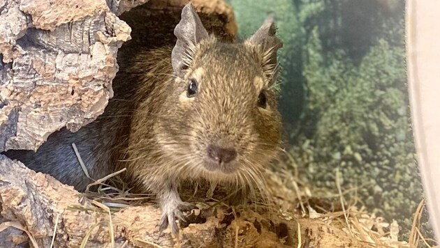 Degus möchten umziehen. (Bild: Tierschutzheim Vorarlberg)