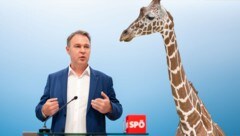 (Bild: APA/GEORG HOCHMUTH, TIERGARTEN SCHÖNBRUNN7DANIEL ZUPANC, Krone KREATIV)