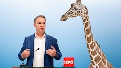 SPÖ-Chef Babler will sich bei zukünftigen Parteivorsitz-Wahlen nicht mit „Giraffen“ - sprich: Spaßkandidaten - messen müssen. (Bild: APA/GEORG HOCHMUTH, TIERGARTEN SCHÖNBRUNN7DANIEL ZUPANC, Krone KREATIV)