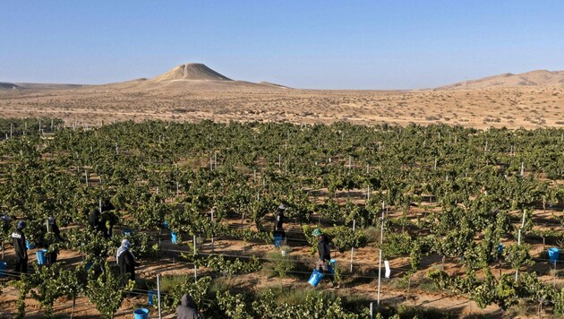 Ein für uns ungewöhnliches Bild, welches den Weinanbau in der Negev-Wüste in Israel zeigt. Doch dieser hat eine lange Tradition in der Region. (Bild: MENAHEM KAHANA / AFP / picturedesk.com)