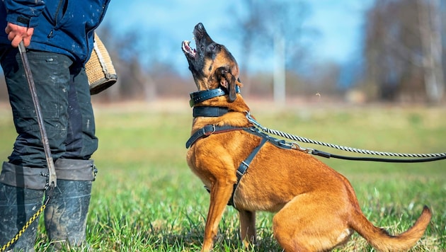 Dieses Symbolbild steht sinnbildlich dafür, was auf Österreichs Hundesportplätzen im Verborgenen liegt. Die tragischen Bissvorfälle häufen sich nun. (Bild: Stock Adobe)