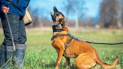 Dieses Symbolbild steht sinnbildlich dafür, was auf Österreichs Hundesportplätzen im Verborgenen liegt. Die tragischen Bissvorfälle häufen sich nun. (Bild: Stock Adobe)