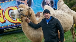 Zirkusdirektor Artur Kaiser ist froh, dass seinen Kamelen nicht passiert ist: „Meine Tiere kommen für mich gleich nach meiner Familie.“ (Bild: Tschepp Markus)
