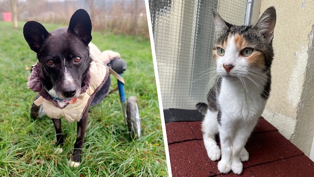 Rocky kann sich zwar nur mit Rollwagen fortbewegen, das zügelt seine Lebensfreude aber nicht im Geringsten. Katzenseniorin Mimi sieht man ihre 16 Jahre kaum an. (Bild: Tierheim Linz, Pfotenhilfe Lochen, Krone KREATIV)