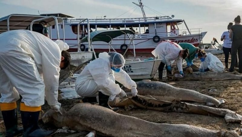 Im brasilianischen Amazonas-Gebiet sind wieder mehr als 150 Delfine verendet. (Bild: glomex)