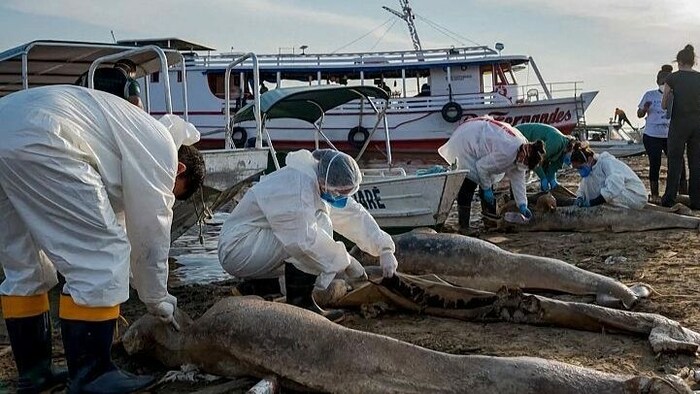 Im brasilianischen Amazonas-Gebiet sind wieder mehr als 150 Delfine verendet.