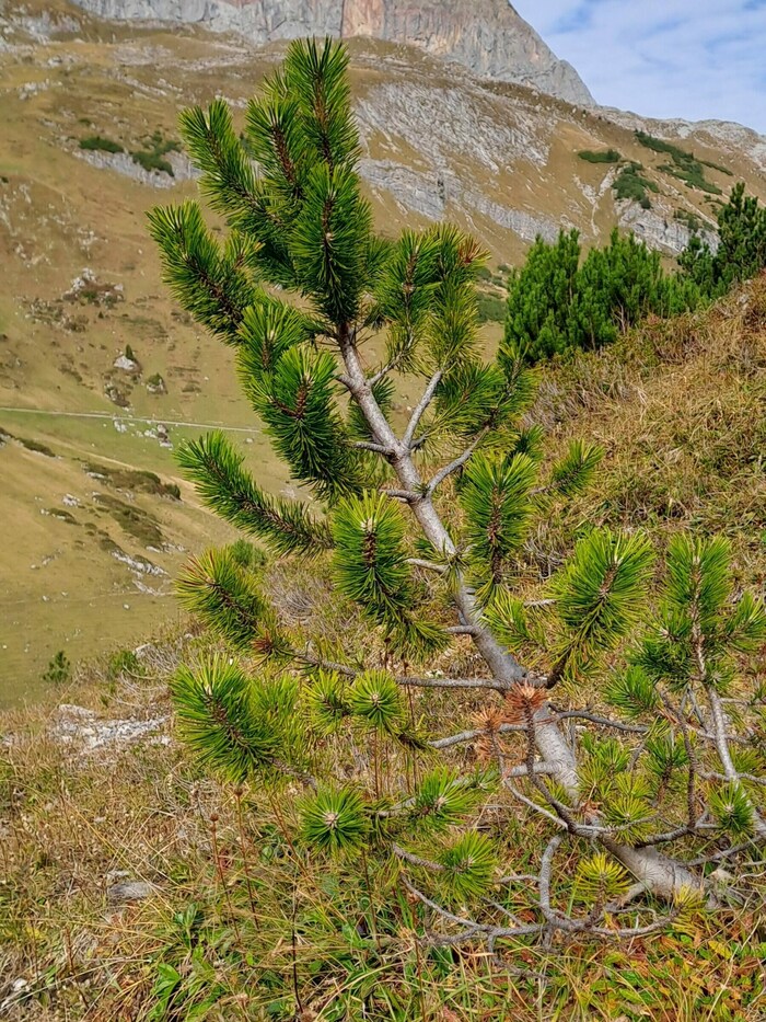Die Bergkiefer.