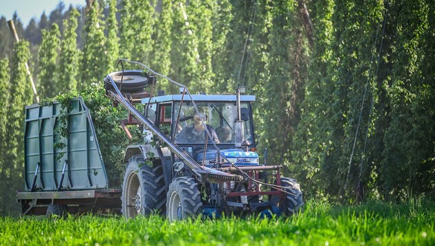 Die Qualität stimmt, die Menge ist etwas weniger: Hopfen aus dem Mühlviertel (Bild: Alexander Schwarzl)