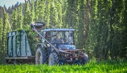 Die Qualität stimmt, die Menge ist etwas weniger: Hopfen aus dem Mühlviertel (Bild: Alexander Schwarzl)