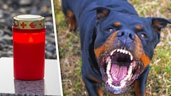 Ein Rottweiler biss zu, eine 52-Jährige starb an den Verletzungen. (Bild: stock.adobe.com, Krone KREATIV)