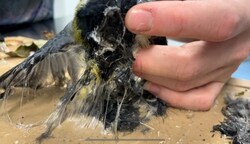 Federn und sogar Haut bleiben bei Befreiungsversuchen nicht unversehrt. Ein grausames Schicksal für den Vogel. (Bild: zVg)
