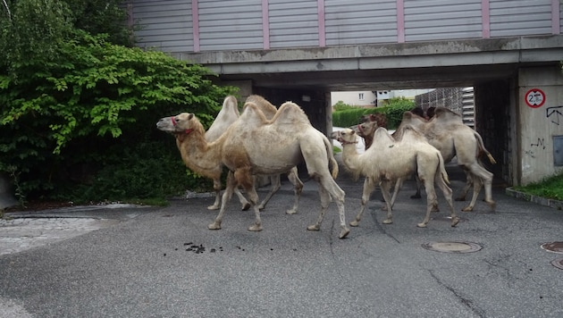 Die vier Kamele des „Classic Circus Berlin“ bei der Unterführung der B311 in Zell am See. (Bild: zVg)