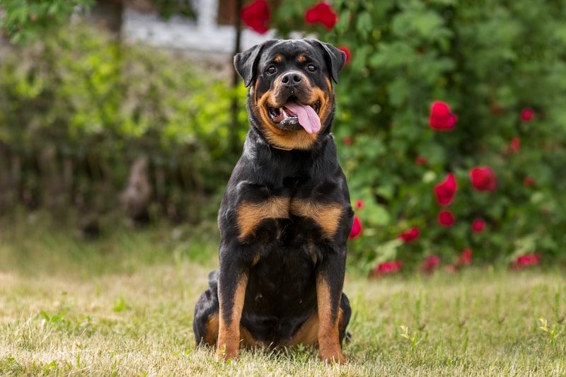 Besonders große oder schwere Hunde haben im „Schutzsport“ ein erhöhtes Verletzungsrisiko. (Bild: Даша Швецова - stock.adobe.com)